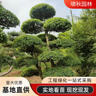 С�~Ůؑ���͘�������ͥԺ�e���G���h�ʇ���ֲ���^�~����Ůؑ��