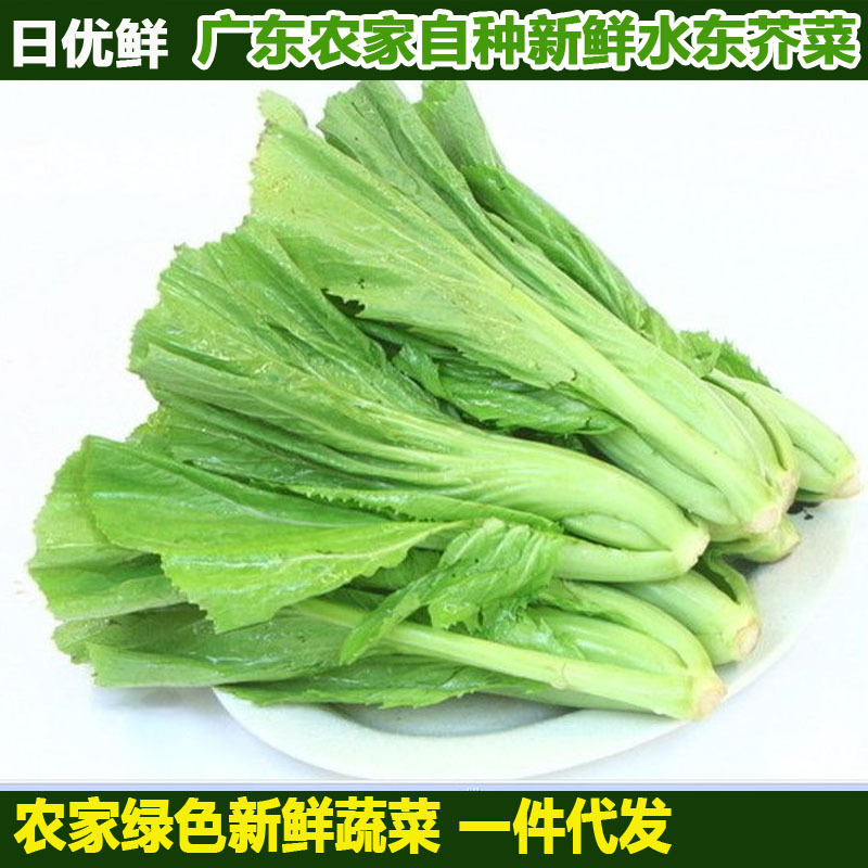 日優鮮廣東新鮮蔬菜水東芥菜2斤佛山本地農家自種泡酸菜原料1000g