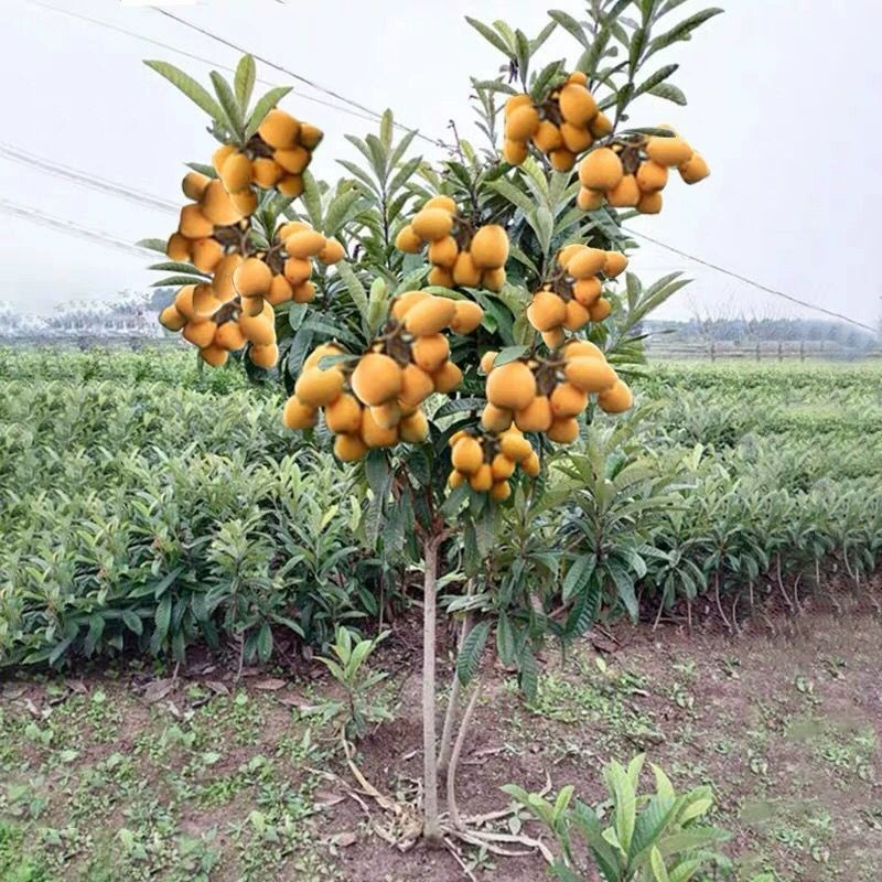 Мушмула Без косточек Сахар Мушмула Без косточек Рассада Прививка