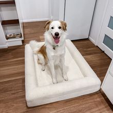 ����ɳ�l��˯���δ�boucle���C�Ӻ�˯�|���Aɳ�l��Pet sofaɳ�l�C