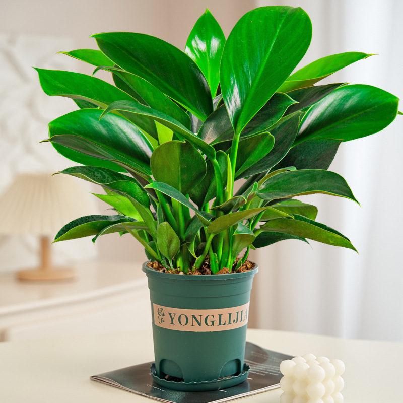 대형 황금 다이아몬드 40-50cm 3그루(갤런 화분) + 영양액