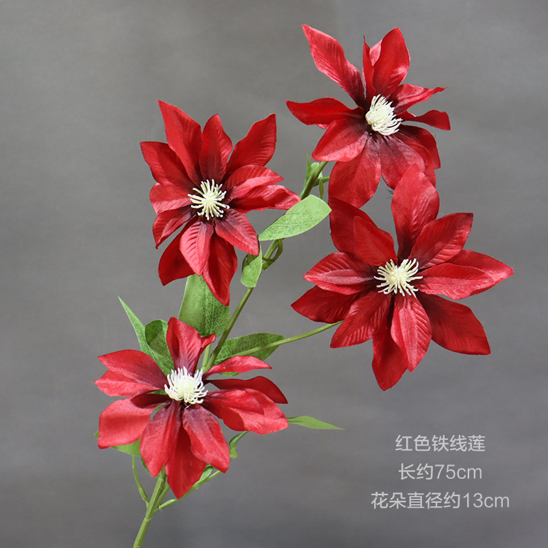 붉은 클레마티스