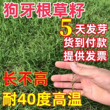 狗牙根草籽种子草坪草籽带壳脱壳百慕大种子绿化护坡巴根草种籽