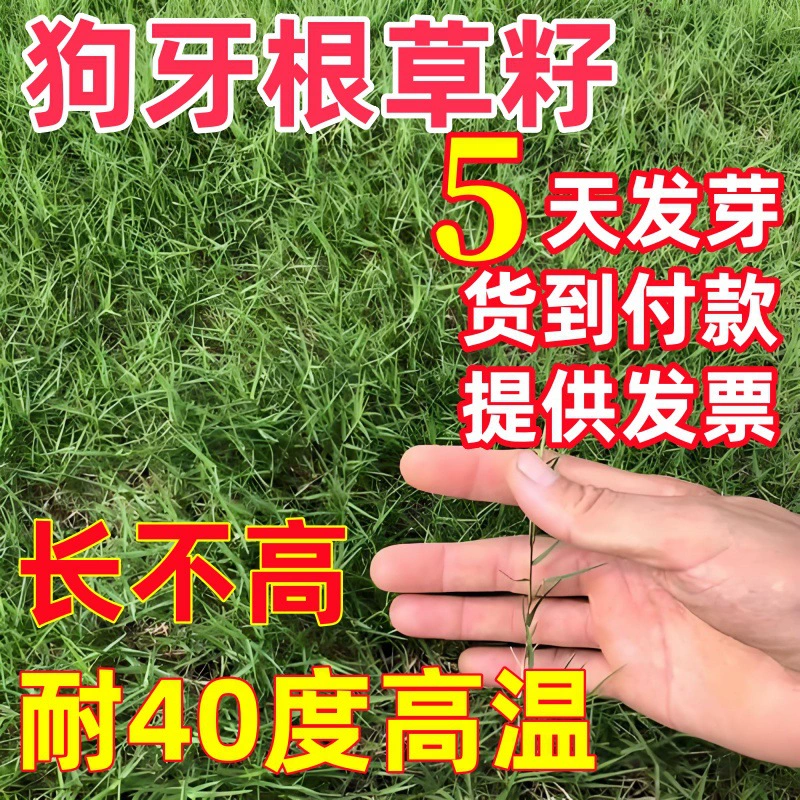 Семена травы с собачьими зубами, семена газонной травы, семена бермудской травы в скорлупе, защита склонов от зелени, семена травы Баогань