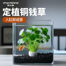 �~�X��ˮ��ֲ���k�����������Խ��X�ݾG�}�����՚���˾Gֲ