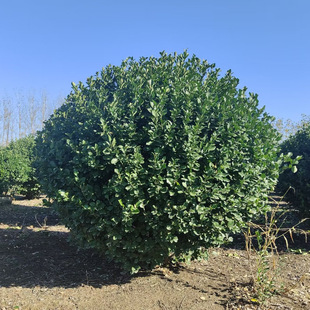 Cornus Ball, Cornus Officinalis, Greening Project, Garden Scenery, Cornus Ball, Evergreen All Year Round, Excellent Price