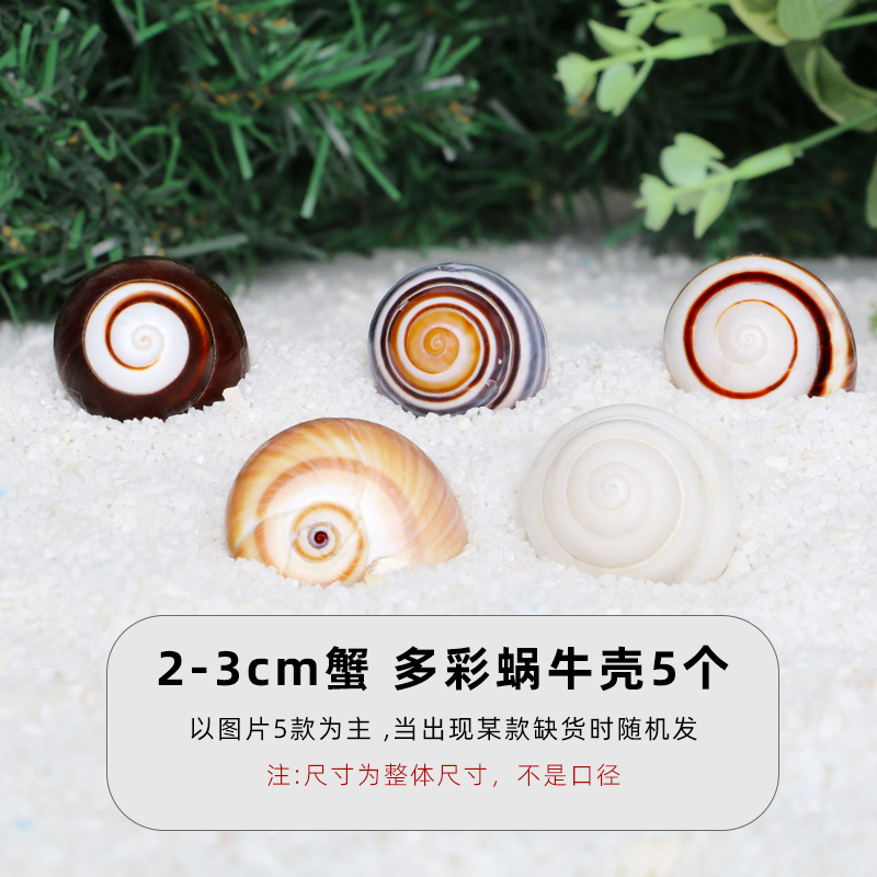 2-3cm 게 다채로운 달팽이 껍질 5개 [결합팩 C]