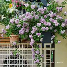 蓝色阴雨藤本月季花大苗阳台庭院爬藤花卉植物浓香四季玫瑰蔷薇花