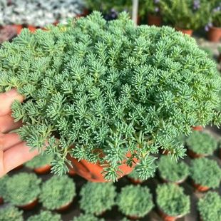 Chinese Sedum Thin Snow Ten Thousand Years Grass Perennial Ground Cover Flower Mirror Plant Cold-Resistant Ground Planting Potted Courtyard Garden Greening