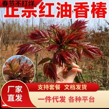 һlt㴻mڰʳ㴺ĴѿϷNֲ