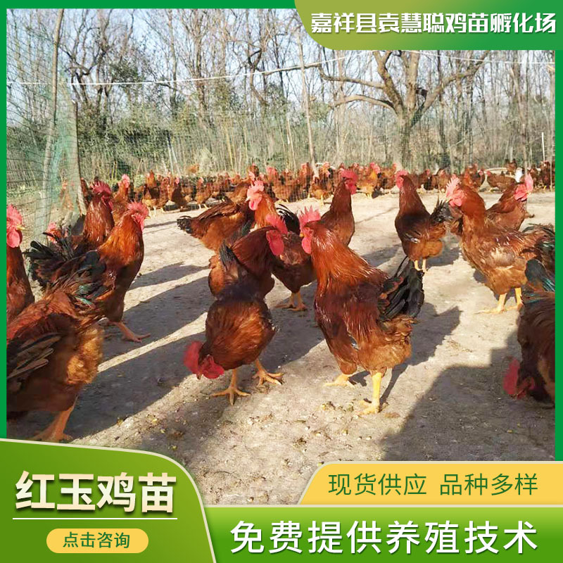 农家散养红玉公鸡苗 红玉380公鸡苗笨鸡 受精种蛋散养红玉大公鸡