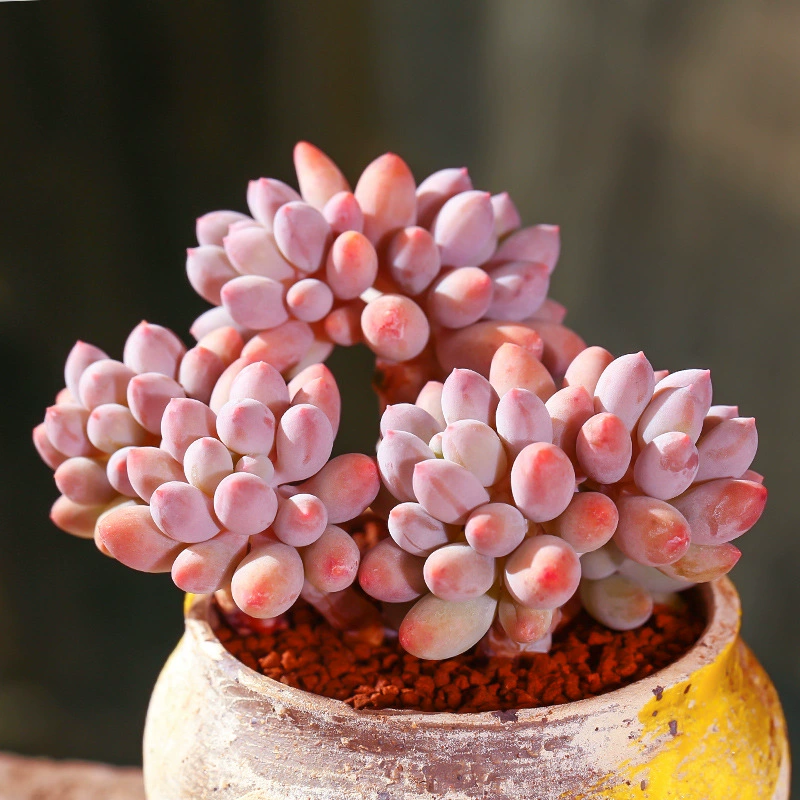 Детские пальцы, суккуленты, цветы, горшечные группы