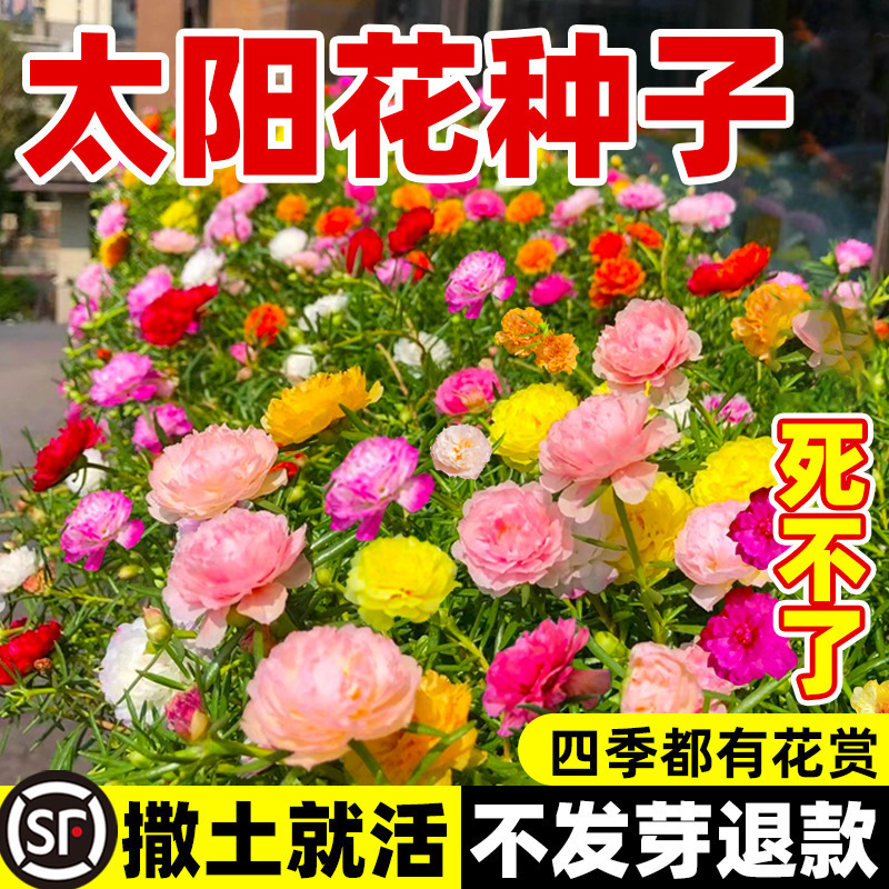 Double Sunflower Seeds, Wildflower Combination Seeds, Four-Season Sowing and Flowering Room, Outdoor Appearance, Flower Plant Flower Seeds Double Sunflower Seeds, Wildflower Combination Seeds, Four-Season Sowing and Flowering Room, Outdoor Appearance, Flower Plant Flower Seeds