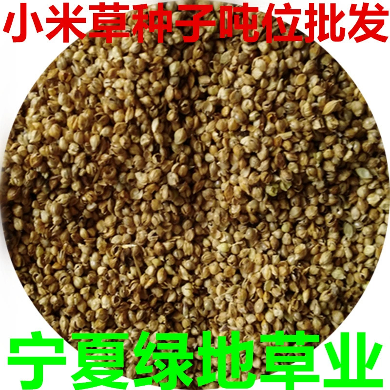 Семена кормовых культур, домашнее просо из Хунаня, трава, семена кормового проса, семена трав, для домашнего садоводства