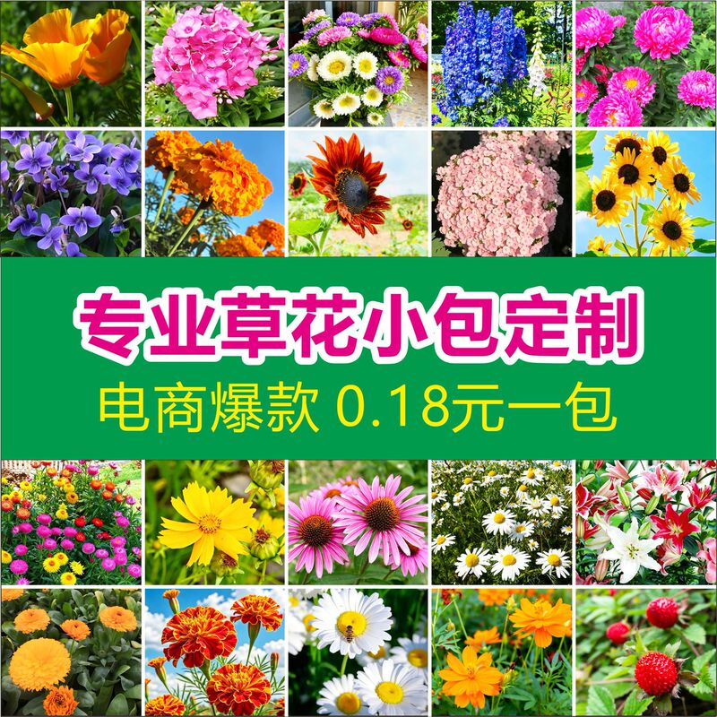 Cross-Border Wholesale of Small Packages of Wildflower Seeds, Easy-To-Grow Mixed Flower Seeds for All Seasons, Export Quality Cross-Border Wholesale of Small Packages of Wildflower Seeds, Easy-To-Grow Mixed Flower Seeds for All Seasons, Export Quality