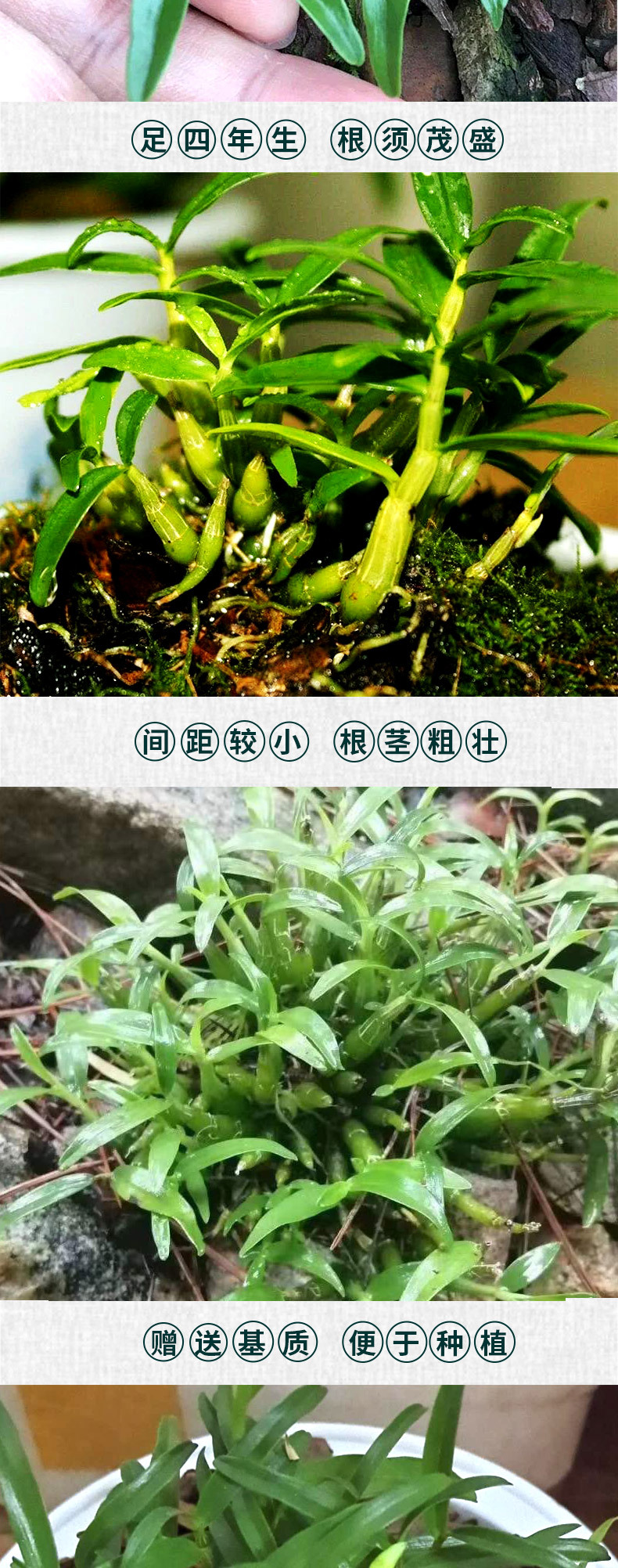 米斛苗新详情页_01_04