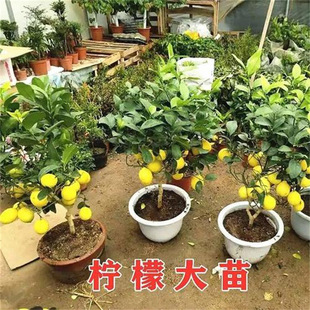 ��ˮ���ʘ������Ե��Ԏ����l؛�o�����������҃�ͥԺ�Nֲ����Y��