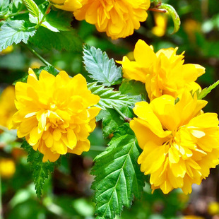 �ͺ����ͥԺ����ֲ��������Ԯ������ذ��ľ��Ļ���໨������