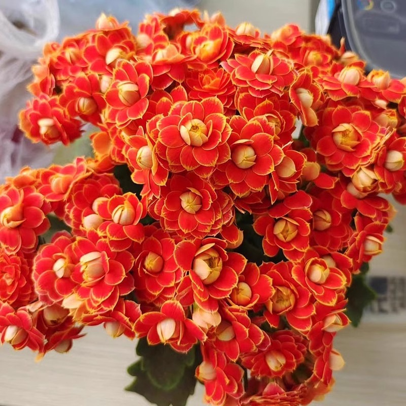 황금여우(싹이 있어 사계절 꽃이 핀다)가 비료를 줍니다