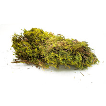 ԭ����̦ ����ֲ�� ��̦�\ ���� ��Ƥ�[���廨�b��� MOSS