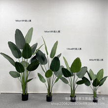 ����Gֲ������Է������˽������Bɢβ���k���ұ��W�ҾӾGֲ����