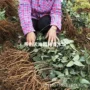 野生无籽嫁接八月炸果树苗