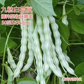 九粒白架豆种子 芸豆种籽大全高产老来少白不老豆角四季蔬菜种孑