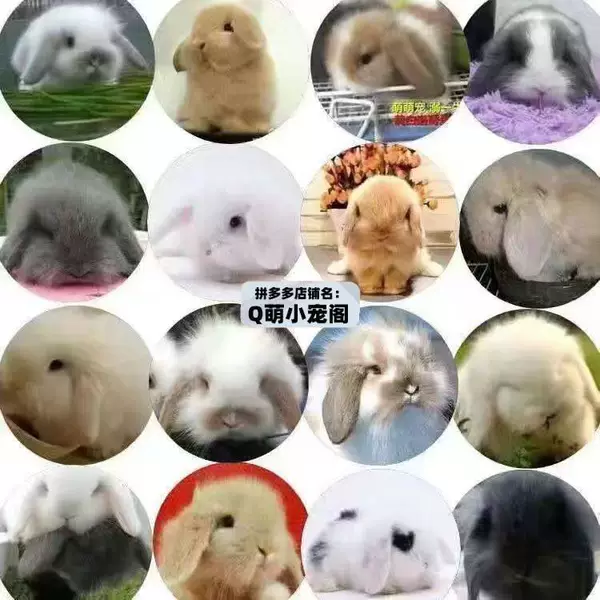 Random lop-eared rabbit. Don’t pick the color.