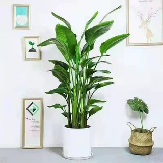 天堂鸟植物室内大型盆栽鹤望兰客厅办公室花卉网红绿植四季常青