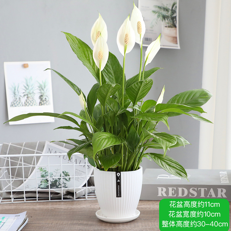 특급 부드러운 항해 화이트 팜 오리지널 세면대 + 론진 세라믹 세면대