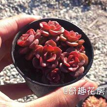 吉娃娃多肉植物 吉娃娃多肉植物品牌 图片 价格 吉娃娃多肉植物批发 阿里巴巴