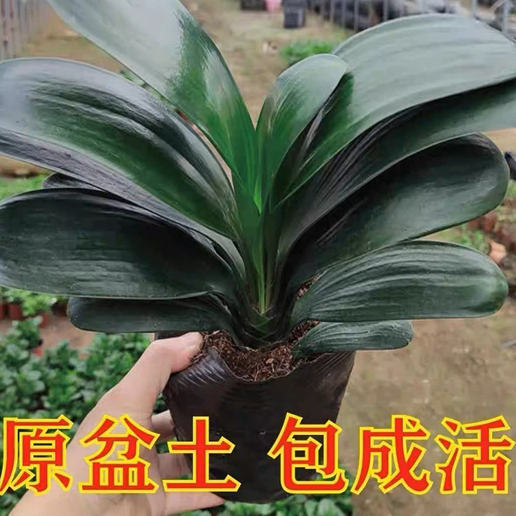 Кливия горшечные цветочные растения большие саженцы Крытый сад цветет четыре сезона морозостойкие зеленые растения мясистые столешницы маленький бонсай