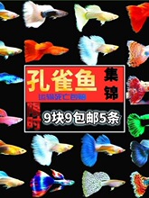 观赏鱼孔雀鱼胎生鱼凤尾鱼淡水鱼新手鱼直接生小鱼活体鱼纯种包邮