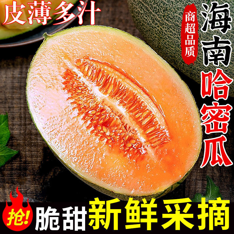 Authentic Hainan Cantaloupe, Fresh Seasonal Fruit, Freshly Picked, Crispy and Sweet Netted Melon, Xizhou Honey Melon, Old-Fashioned Melon, Whole Box Authentic Hainan Cantaloupe, Fresh Seasonal Fruit, Freshly Picked, Crispy and Sweet Netted Melon, Xizhou Honey Melon, Old-Fashioned Melon, Whole Box