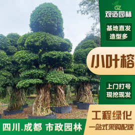 榕树造型小叶榕四川园林绿化大型盆景金钱榕摇钱树苗木风景榕树苗