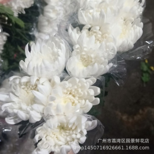 ȫ�깩�� �V���r�а׾� ����ֱ�N ����� һ���U�Ӵֻ������~�G��