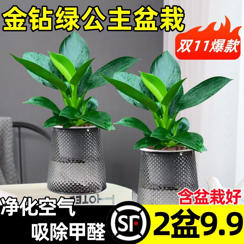 [두인 핫모델]⚡20cm 골든 다이아몬드 3개 + 별 화분 2개 + 영양액