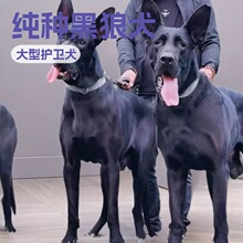纯种黑狼犬幼犬活体中华墨界纯黑狼狗活物警犬护卫犬宠物狗狗批发