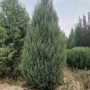 �������Դؘ̰�3��ֱ�������½��ͺ����G��ľ�̰���