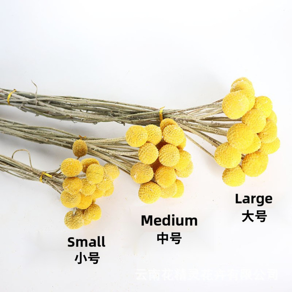 Golden Ball Belgian Ball Gold Dried Fruit Flowers Everlasting…
