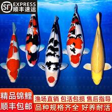 日本纯种锦鲤鱼活鱼大鱼观赏鱼大型红白黄金冷水淡水好养耐活金鱼