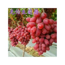 �˂��������� �t����� ��Ʒ�N�����������ӹ����ϱ����Nֲ������