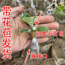 猕猴桃树果苗红心徐香软枣猕猴桃树苗南北方种植嫁接果树当年结果