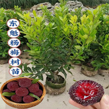 |÷ڼ޽Ӻ̿÷ϱNֲԮY