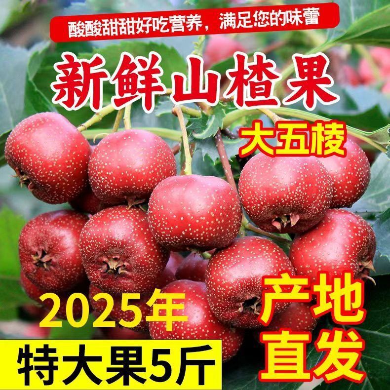 Fresh Hawthorn Fruit, Large Five-Pointed Star, Freshly Picked, Sweet and Sour, Appetizing, Cotton Ball Red Fruit, Wholesale Candied Hawthorn Fruit