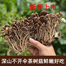广昌茶树菇干货农家特产不开伞茶树菇干野生无硫新货干茶树菇