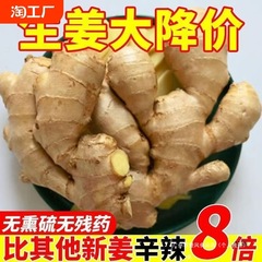 【出口品质】山东新鲜整片大黄姜高品质干姜生姜老姜种批发散装