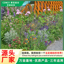 批发野花组合花卉种子四季易种芳香植物景观种子庭院种植混播花籽