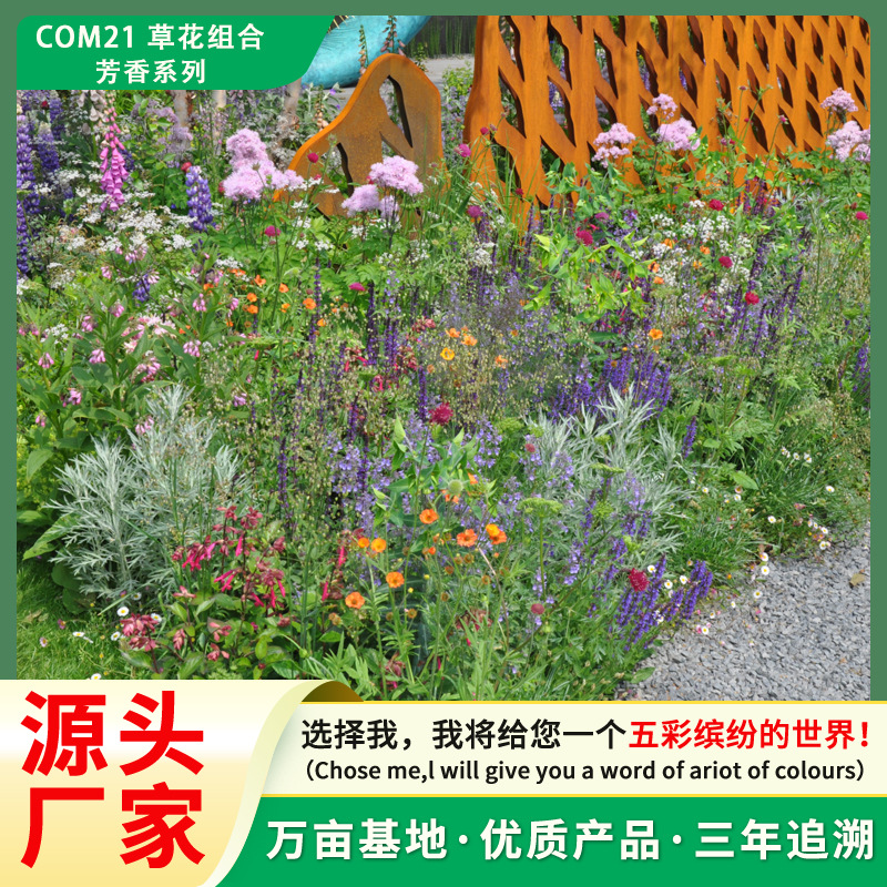 批发野花组合花卉种子四季易种芳香植物景观种子庭院种植混播花籽