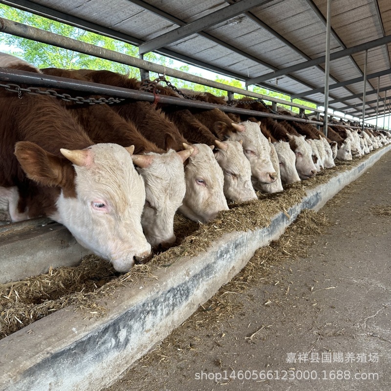 常年改良西门塔尔牛 肉牛养殖基地 鲁西黄牛母牛养殖场